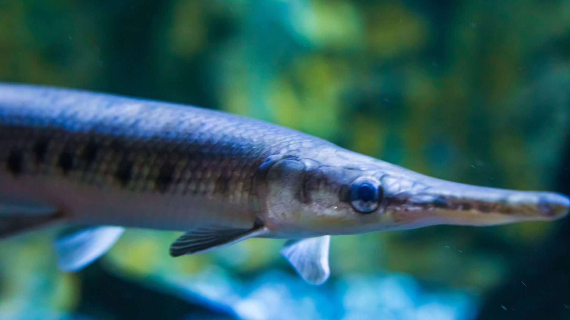 Alligator gar swimming underwater