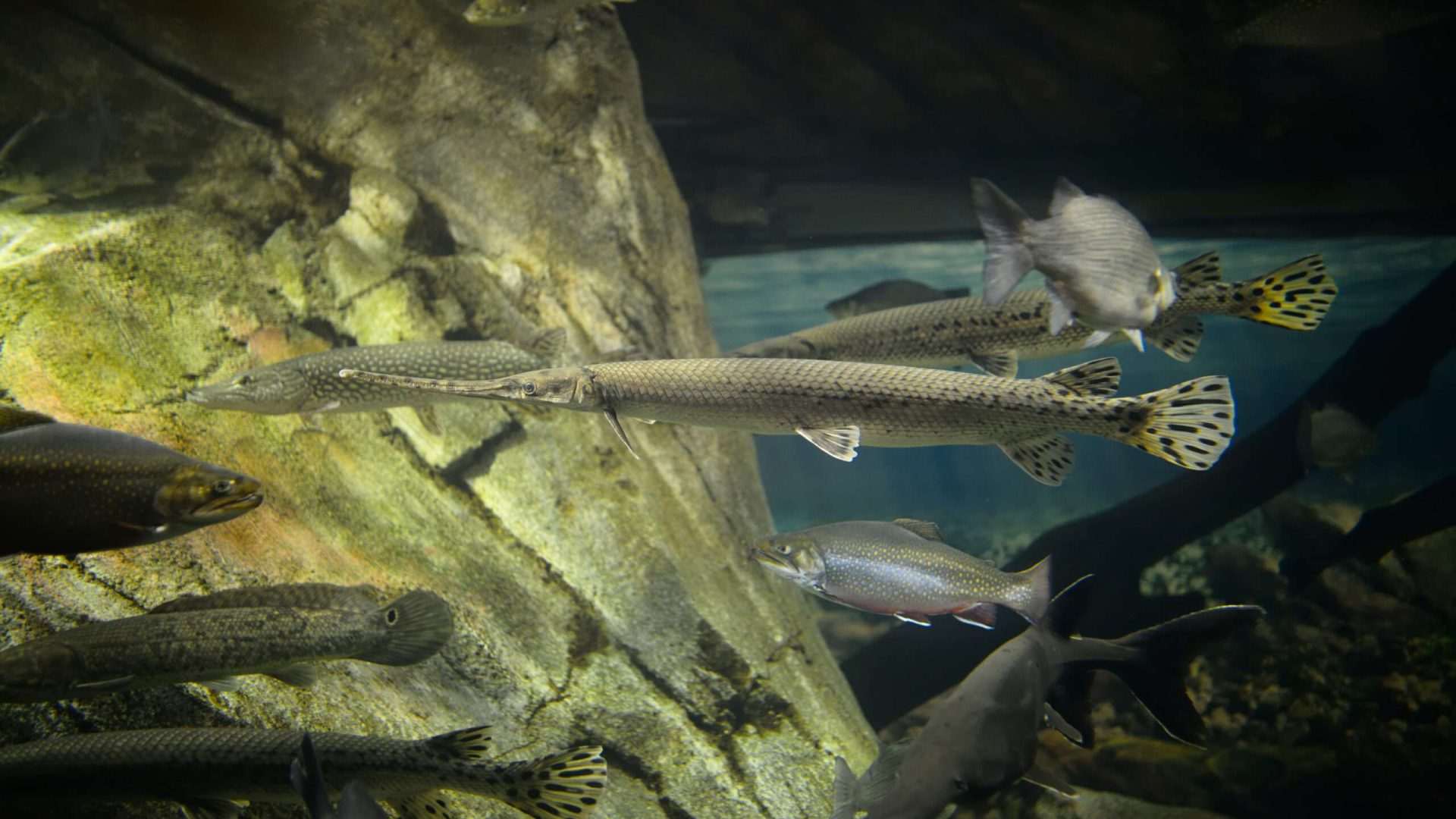 Various fish in underwater rock environment