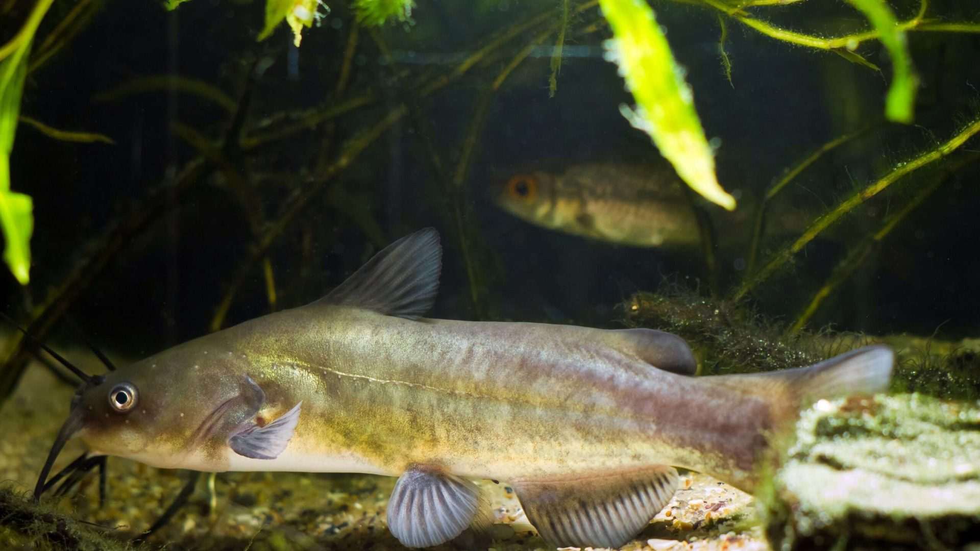 Catfish swimming in an aquarium