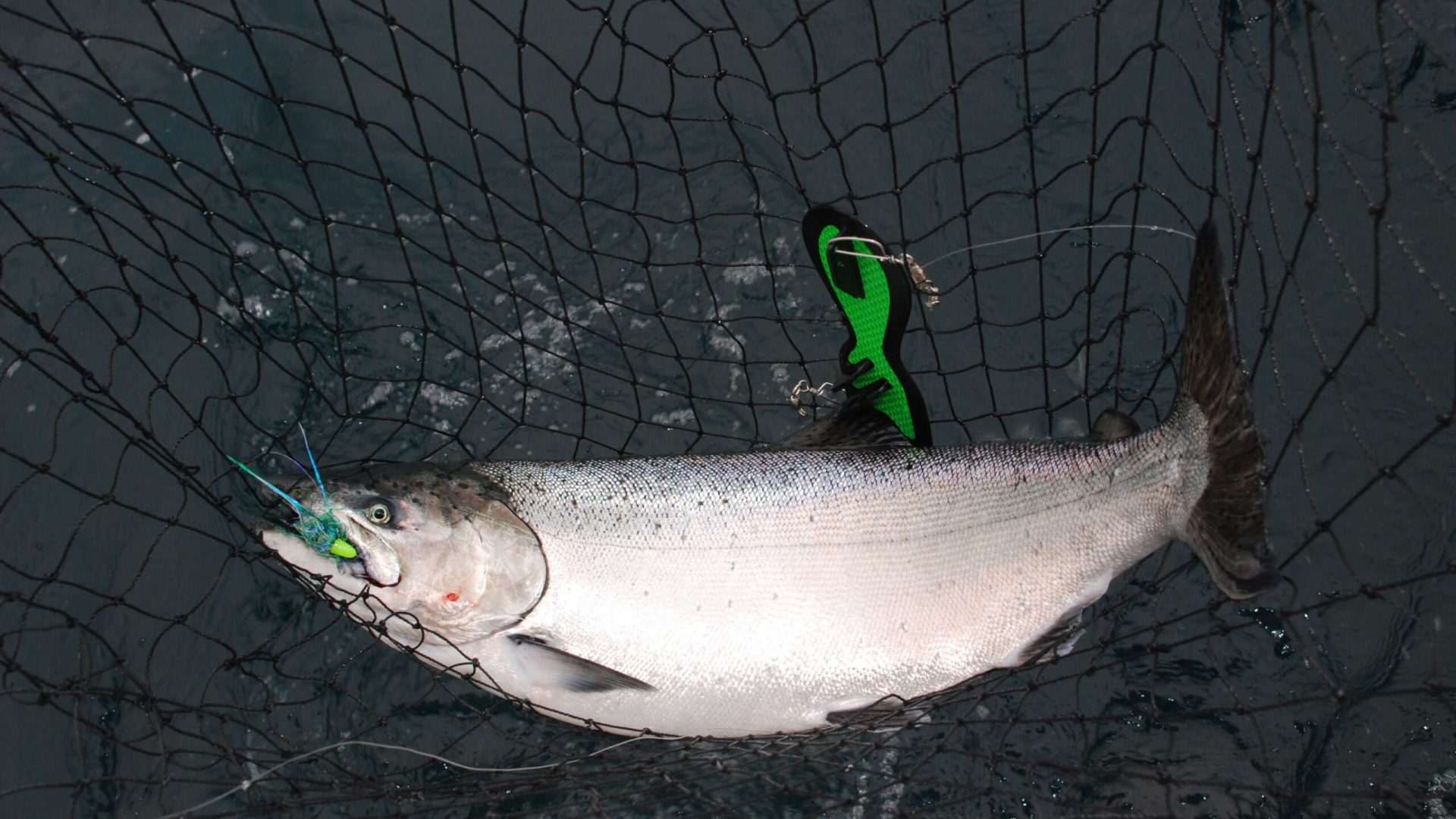 Large fish caught in a fishing net