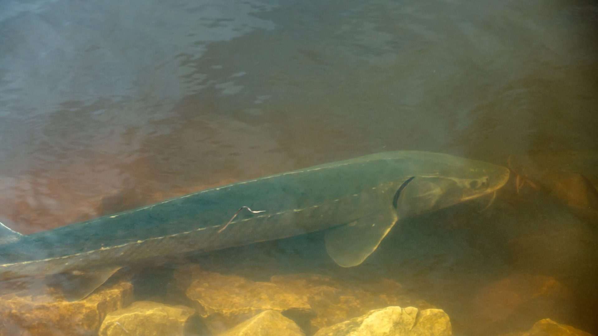 Large fish swimming near rocks underwater