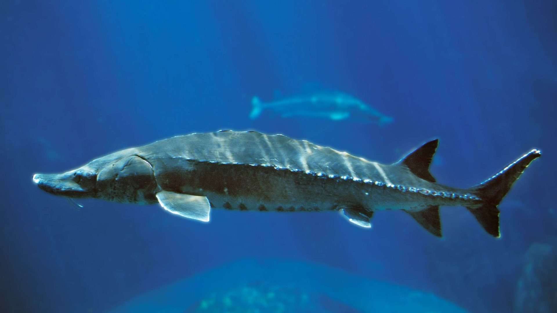 Sturgeon swimming underwater in an aquarium.