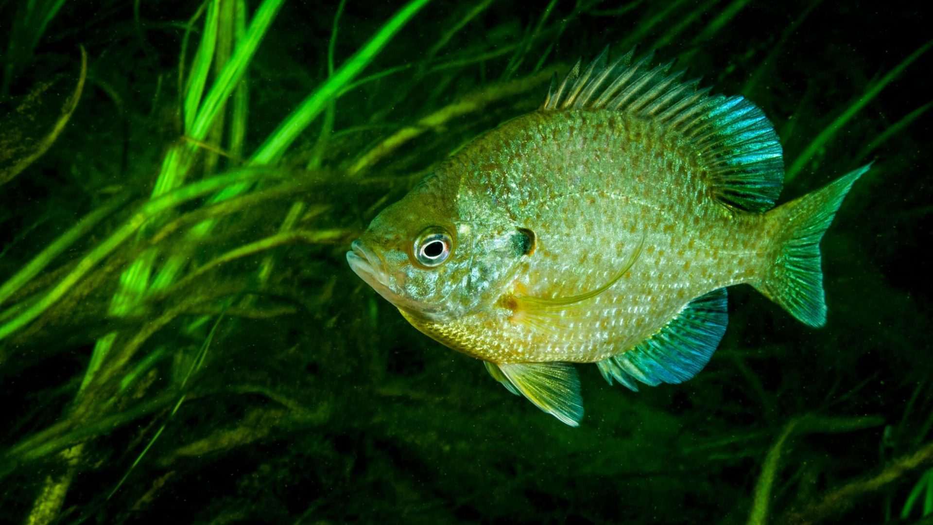 Sunfish swims among aquatic plants
