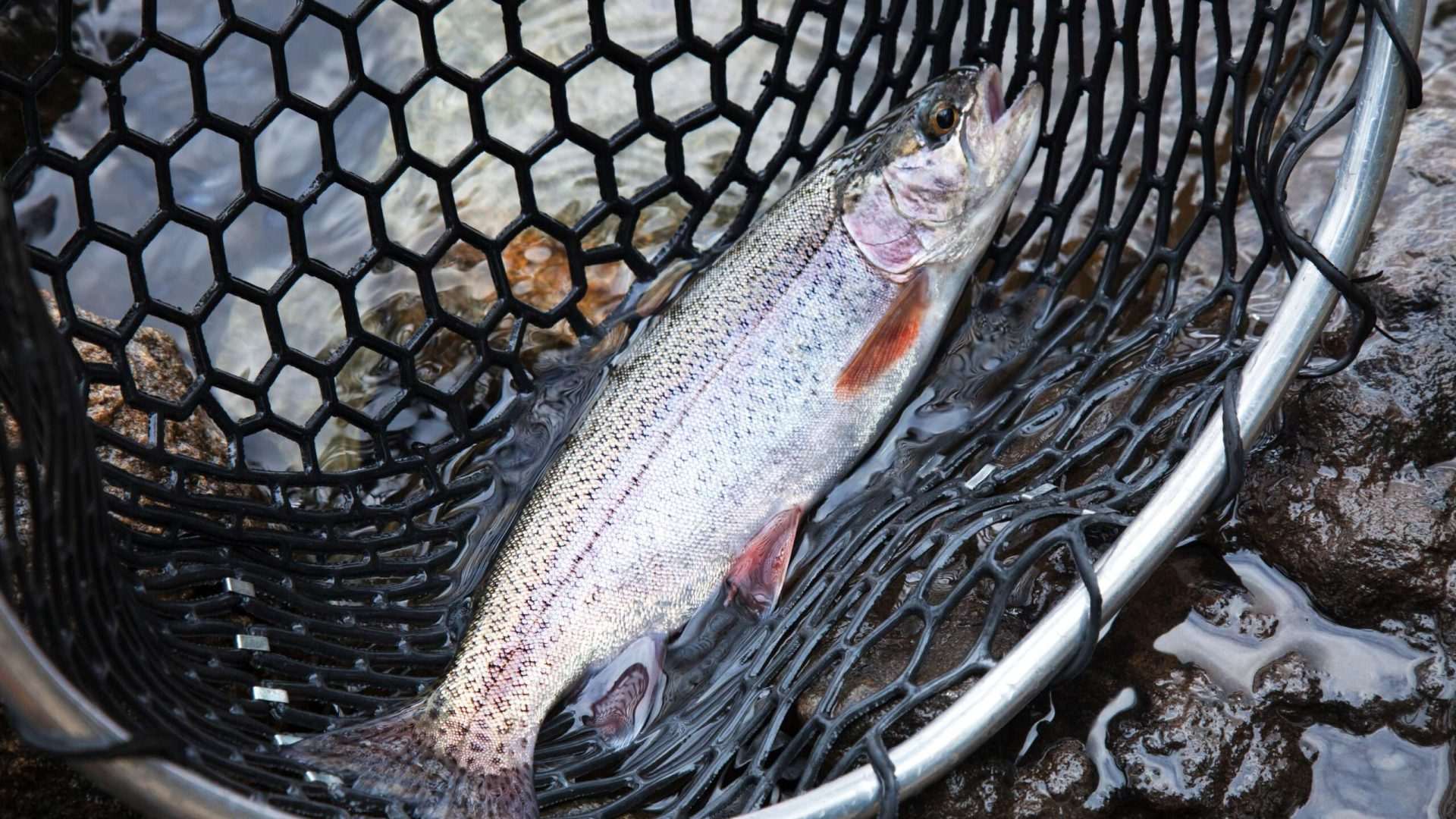 Trout fish in fishing net.