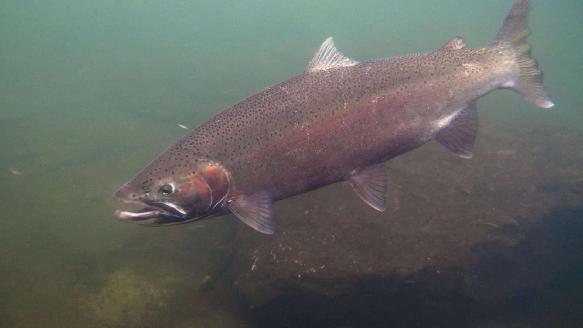 Rainbow trout swimming underwater.